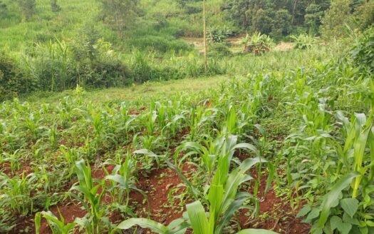 Prime 1/8 Acre Plots for Sale – Aberdare past Wangige
